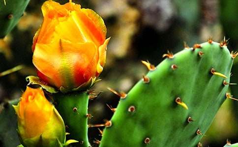 �����ƹ۲��ռǺϼ�5ƪ