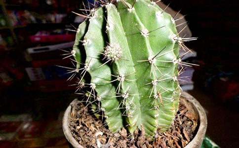 �й������ƹ۲��ռǻ���5ƪ