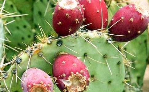 �������ռǻ�����ƪ