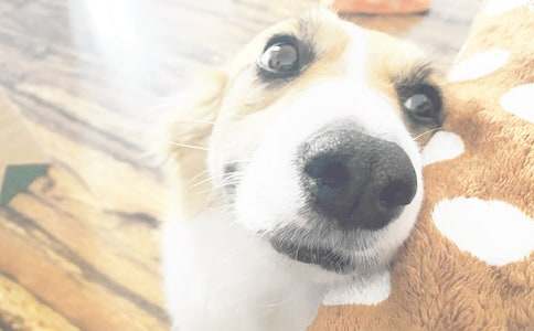 【精品】我家的小狗日记三篇