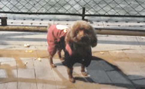 难忘的小狗_四年级记叙文