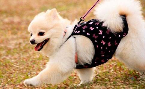 �Һ�С��Сѧ���ļ���12ƪ