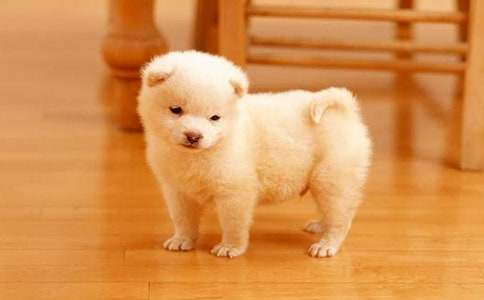 С��Сѧ����[����]