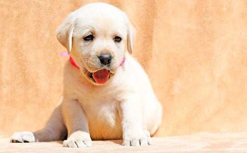 【实用】小狗的日记三篇