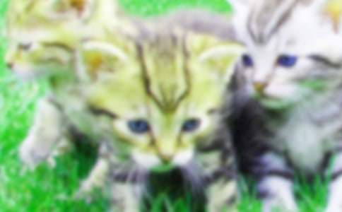 �����š�Сѧ��Сè����8ƪ