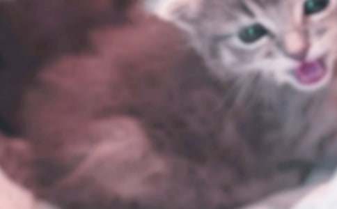 �ɰ���Сè��Сѧ����(�ϼ�12ƪ)