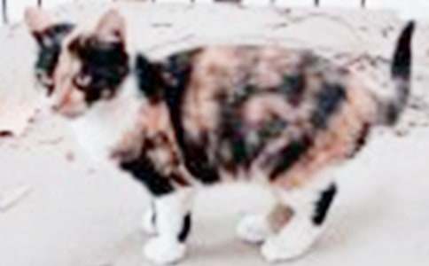 ����ѡ��СѧСè����8ƪ