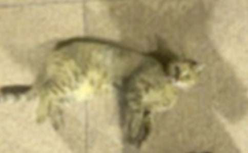 Сè����Сѧ����(12ƪ)