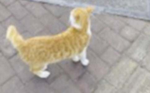 ��ʵ�á�СѧСè����300����ƪ