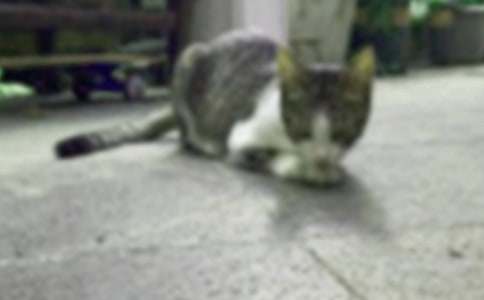 �ҵ�Сè��Сѧ����(�ϼ�5ƪ)