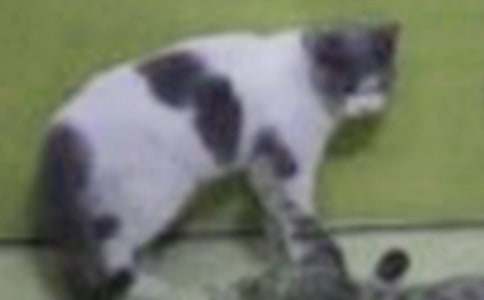 СѧСè����400�ֽ���6ƪ