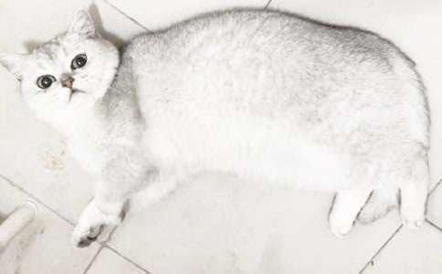 �ɰ���СèСѧ����(�ϼ�15ƪ)