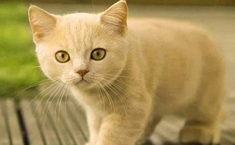 ������СèСѧ����4ƪ