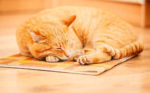 �ҵ�Сè��Сѧ����(8ƪ)