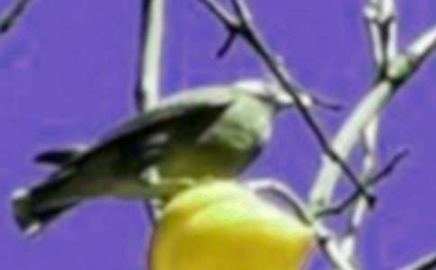 ��һֻС�񡷶����15ƪ