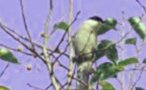 С���ǣţ����ѧ��˼