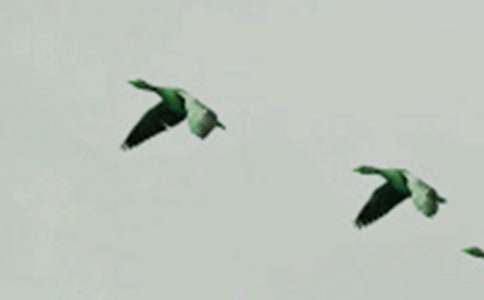 ��һֻС�񡷶����6ƪ