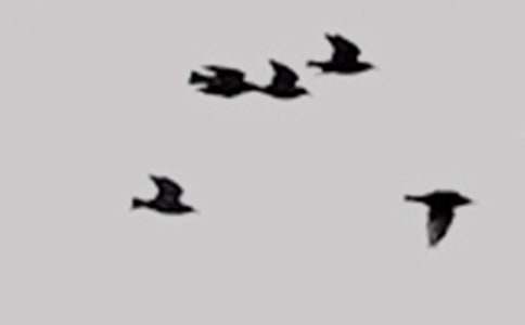 ������С���ѧ��˼