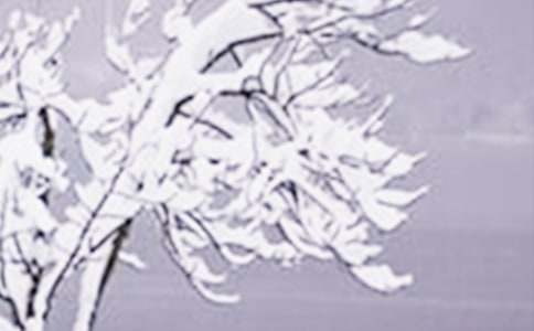 ����Сѩ�Ľ�����