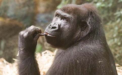 ���������Ĵ����ɡ������