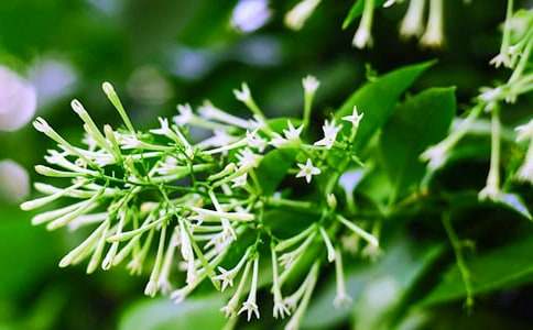 ��дҹ������ռǣ���ѡ24ƪ��