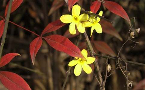 ӭ�����۲��ռǷ��ĺϼ���ƪ