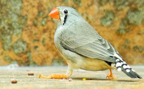 �������񡷶����(�ϼ�15ƪ)