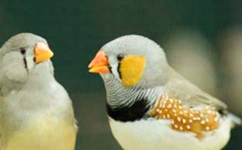 珍珠鸟读后感10篇(必备)