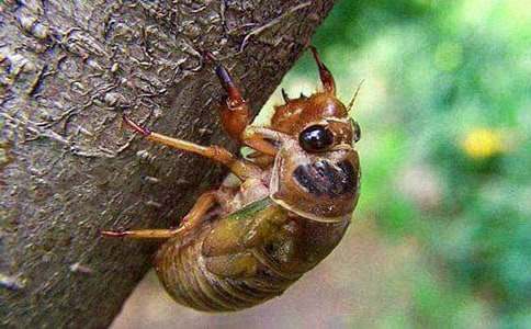 ֪�˵�Сѧ����