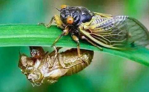 “知了”小学作文