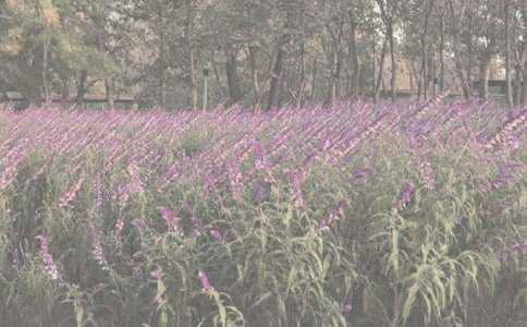 美丽的植物园_写景作文