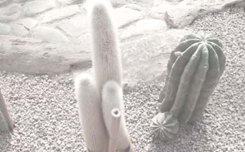 ֲ��԰�ռ�ģ���ƪ