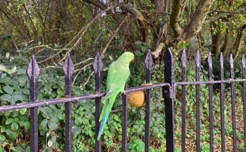 鹦鹉小学作文(合集15篇)