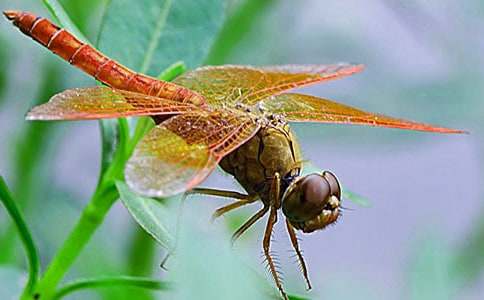 读《蜻蜓眼》有感(通用11篇)