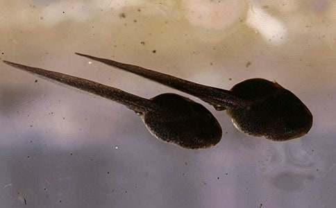 �׶�С�ࡶС��������衷��ѧ��˼���ģ�ͨ��5ƪ��