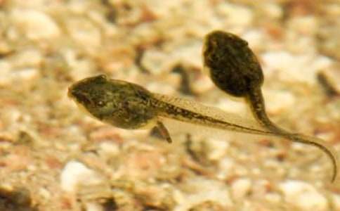 С���Сѧ����