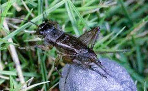 (推荐)蟋蟀的住宅教学反思