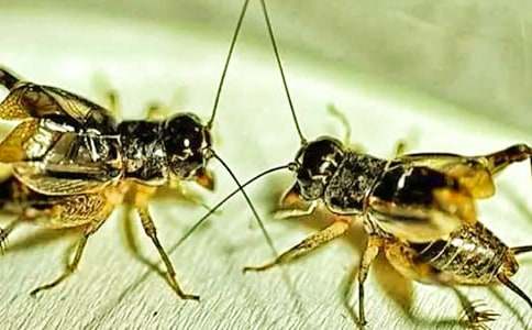 (优)蟋蟀的住宅教学反思15篇