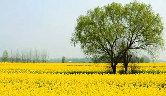 ���ڴ��ε��ռ���ƪ